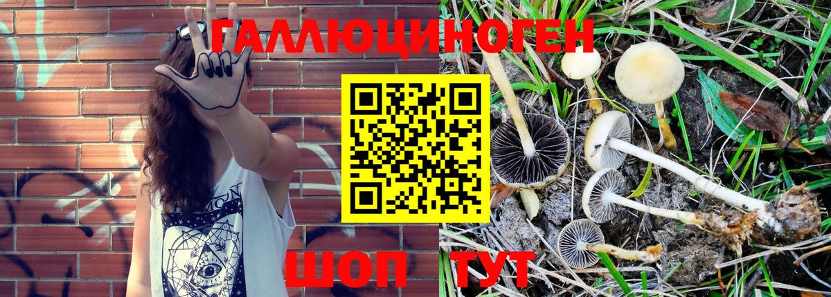 Губкинский  Галлюциногенные грибы Psilocybe  Вход с VPN  Галлюциногенные грибы ЛСД 